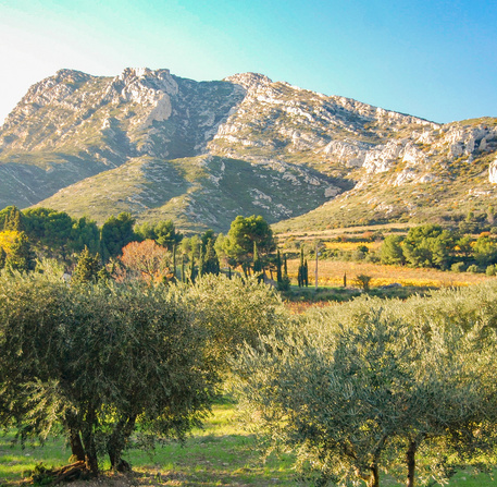 Champs d'oliviers et crêtes des Alpilles
